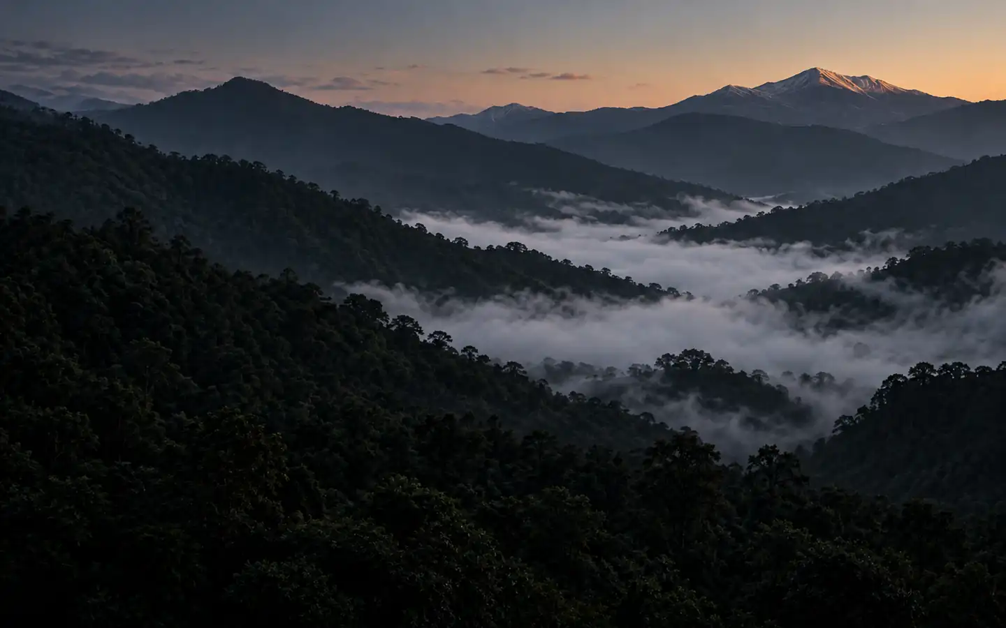 天剛亮的產區山稜，谷底積著霧，最高的山頂先照到光